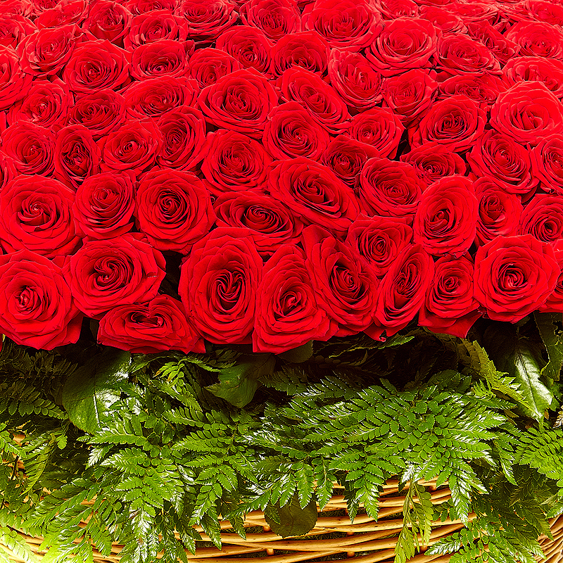 Большие розочки. Огромный букет. Шикарный букет роз. Букет роз огромный. Огромный букет красных роз.